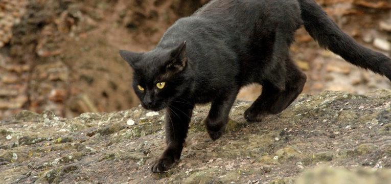superstições brasileiras - gato preto superstições brasileiras - gato preto