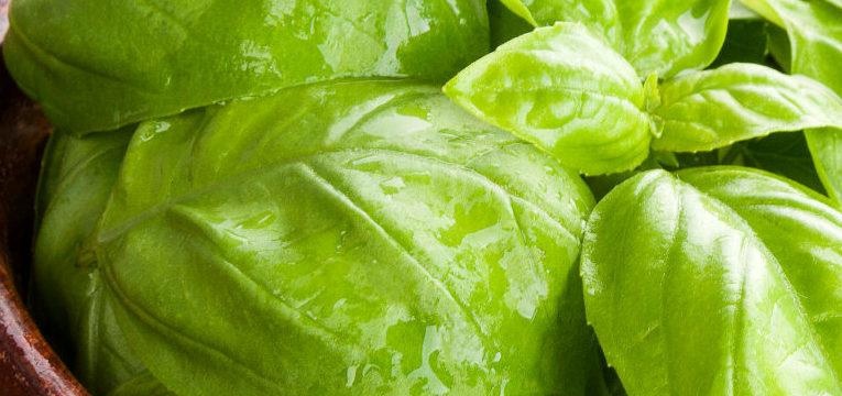 terapia mágica do manjericão terapia mágica do manjericão