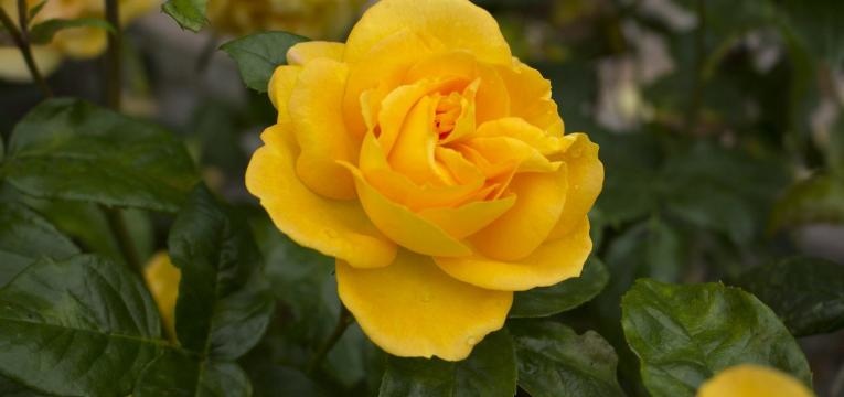 Simpatia para ter sucesso na carreira Simpatia para ter sucesso na carreira