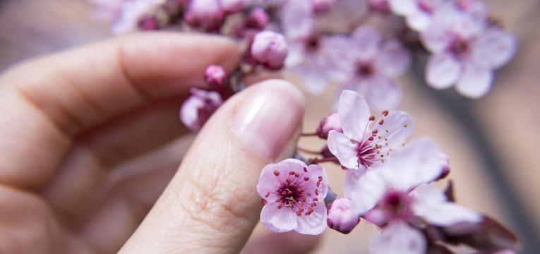 florais floral para insegurança