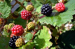 Frutas ciganas - Amora