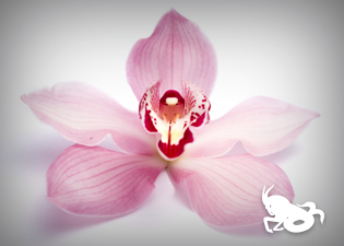 flores - capricornio