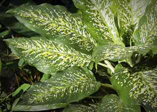 Comigo ninguém pode