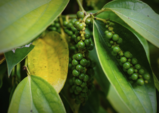 Como afastar Energias Ruins da sua Casa - Pimenta
