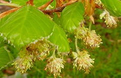 Beech para pessoas controladoras