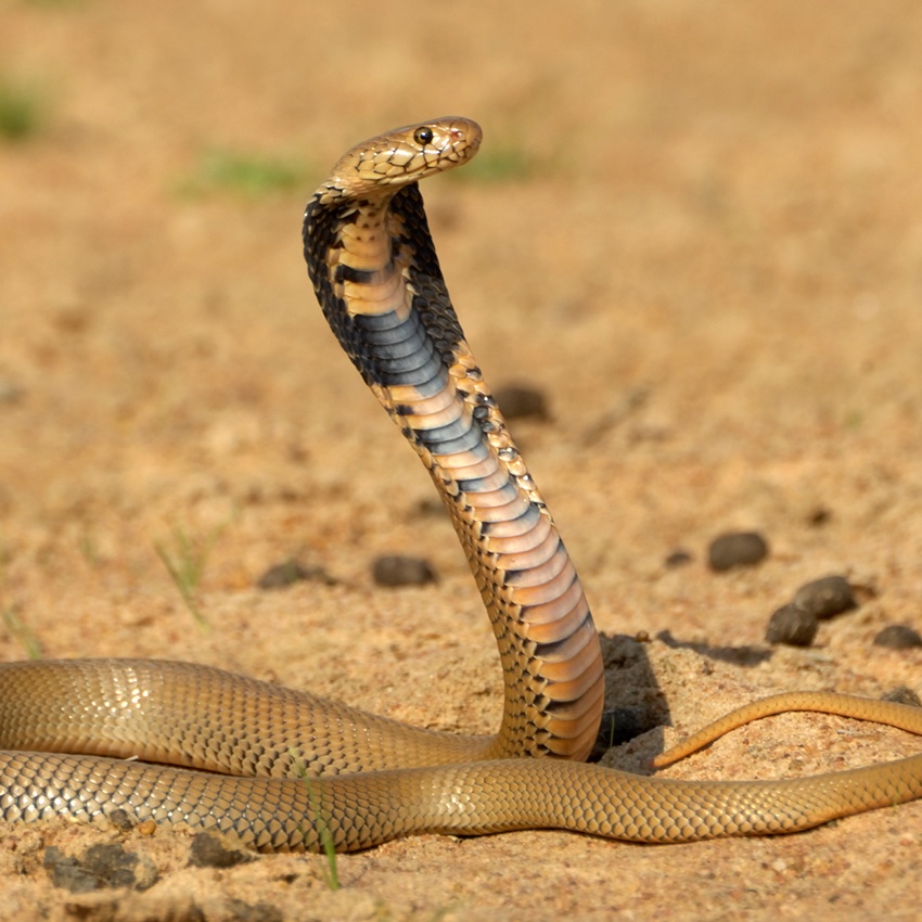 Horóscopo Indígena - Boitatá