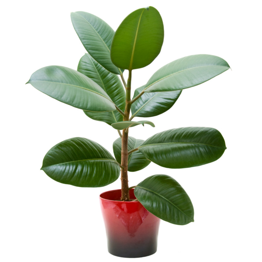 Árvore-da-borracha (Ficus elastica)