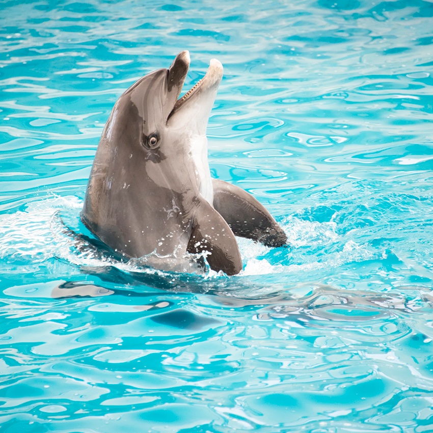 Horóscopo Indígena - Boto