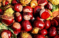 Frutas ciganas - Castanha
