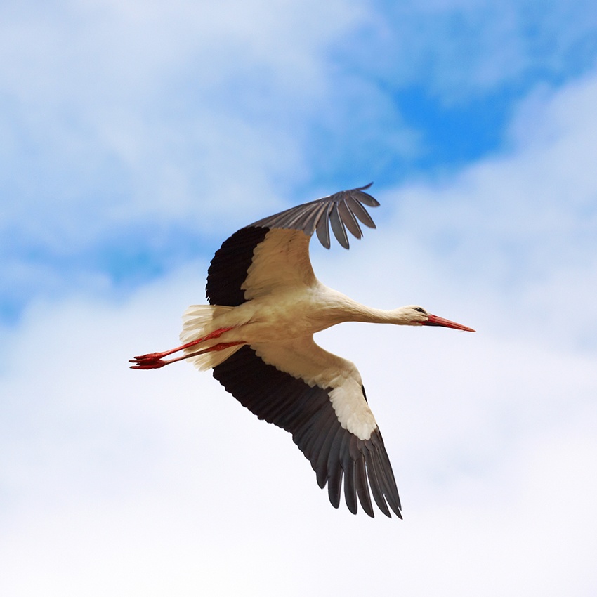 Horóscopo Indígena - Cegonha