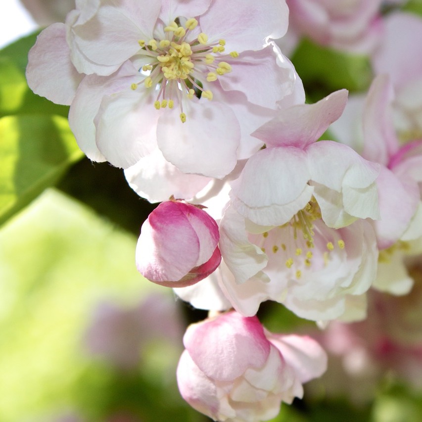 Crab Apple