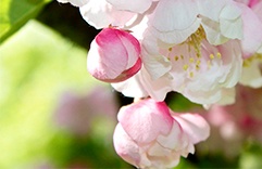 Crab Apple