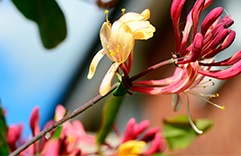 Honeysuckle