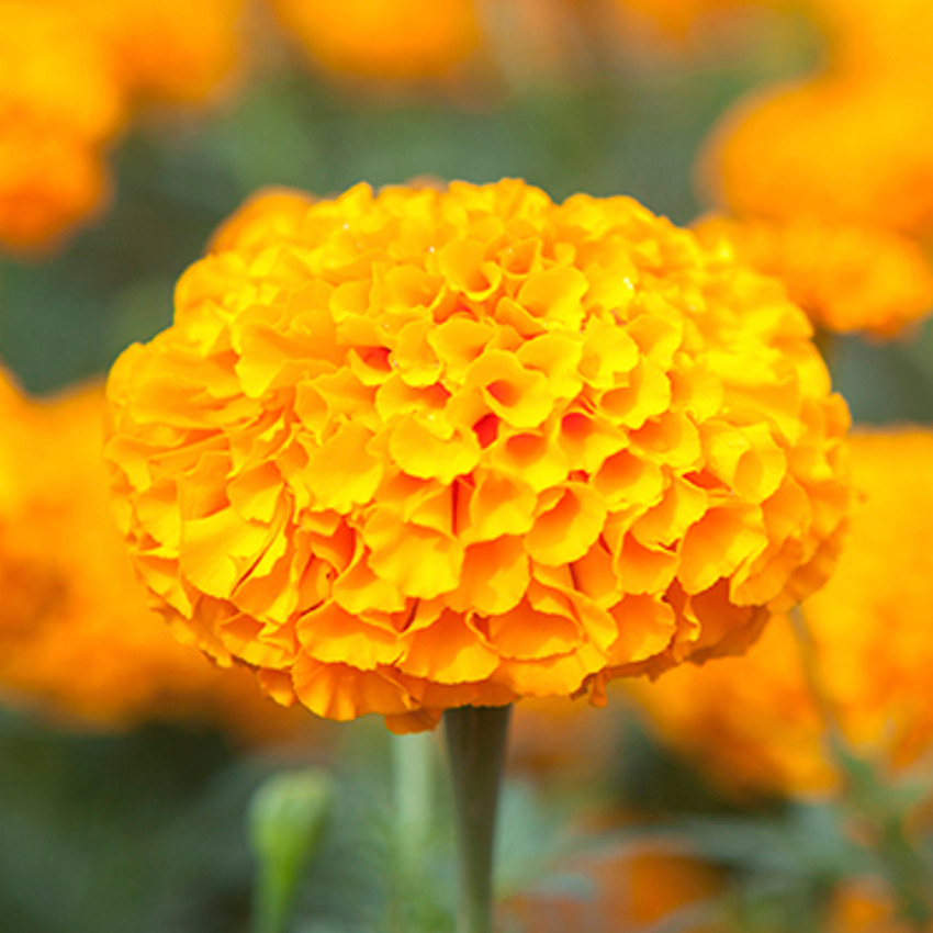 Significado das cores – Laranja