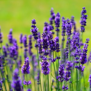 Incenso de Lavanda