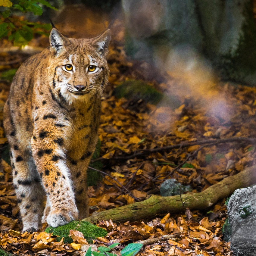 Lince (nascidos entre 23 de outubro e 21 de novembro)