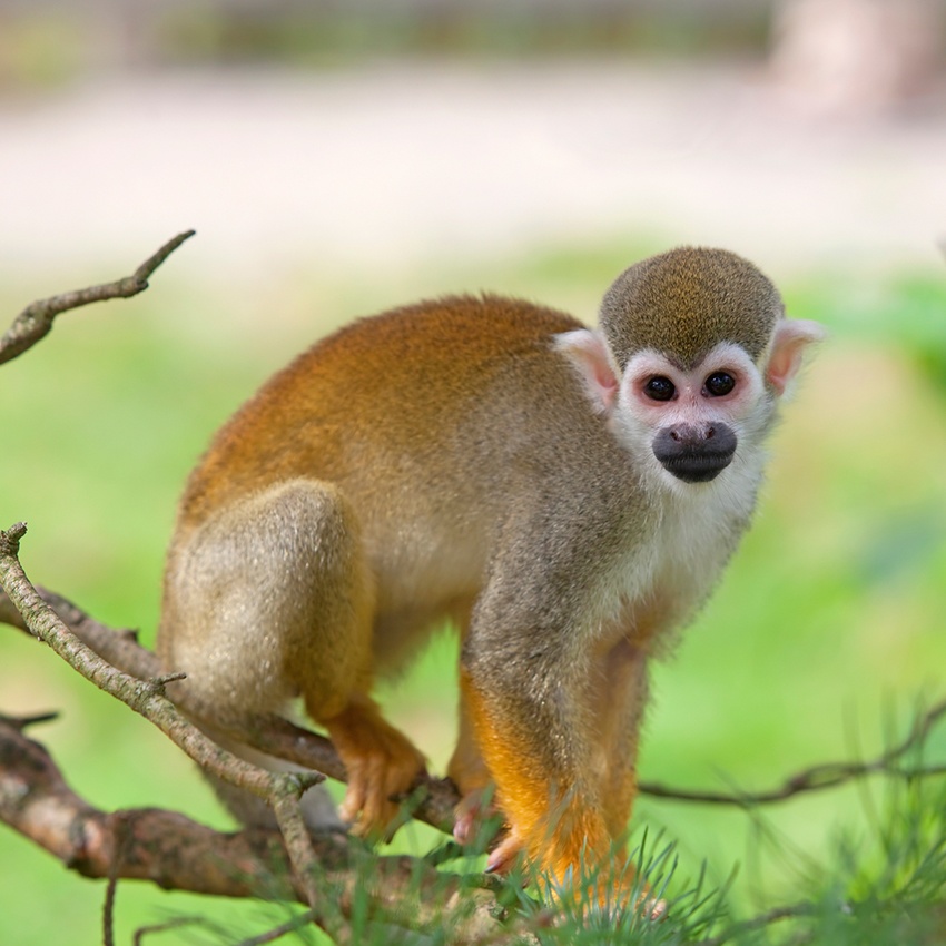 Horóscopo Indígena - Macaco