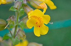 terapia floral contra o estresse pós-traumático - Mimulus