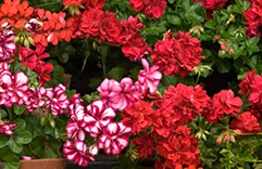 óleos essenciais para a pele: Gerânio