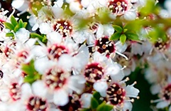 óleos essenciais para a pele: Melaleuca