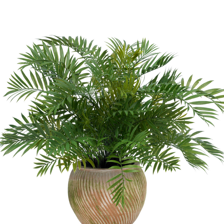 Palmeira-dama (Raphis excels)