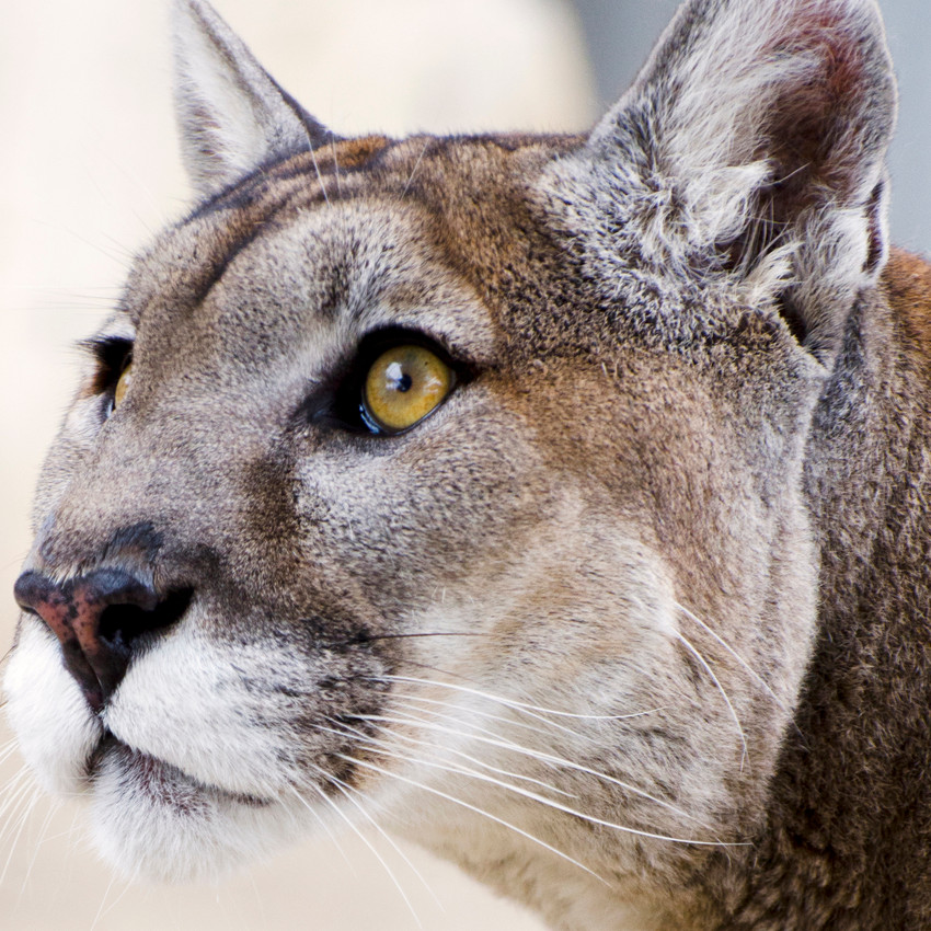 Puma (nascidos entre 23 de agosto e 22 de setembro)