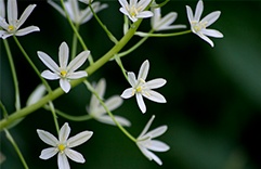 terapia floral contra o estresse pós-traumático - Star of Bethlehem