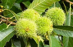 terapia floral contra o estresse pós-traumático - Sweet Chestnut