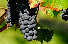 Frutas ciganas - Uvas