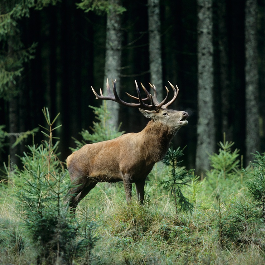 Horóscopo Indígena - Veado
