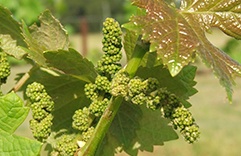 Vine para pessoas controladoras