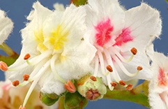 terapia floral contra o estresse pós-traumático - White Chestnut