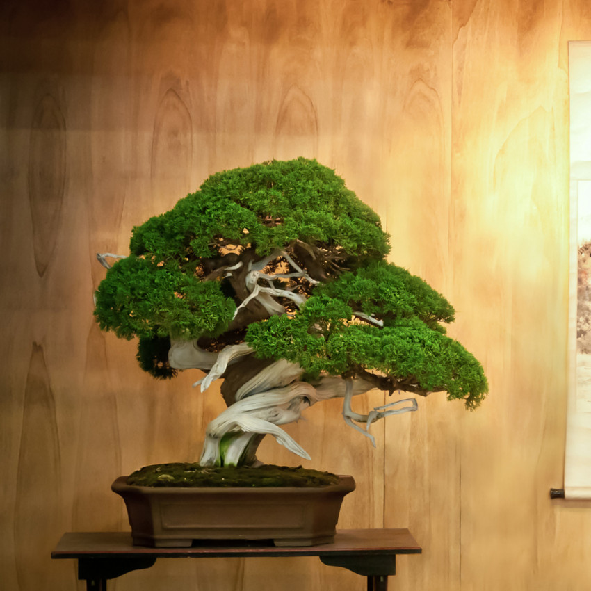 Significado do bonsai e o que significa receber um