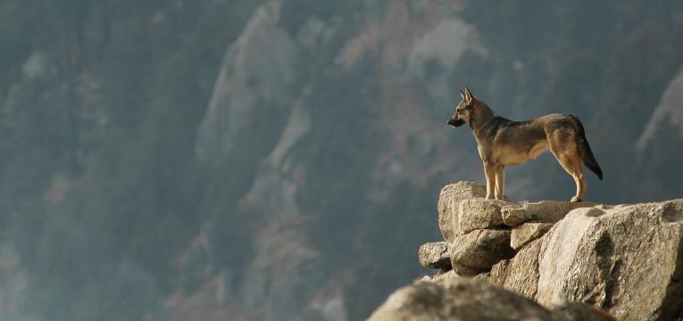 a-espiritualidade-dos-caes-segundo-o-espiritismo
