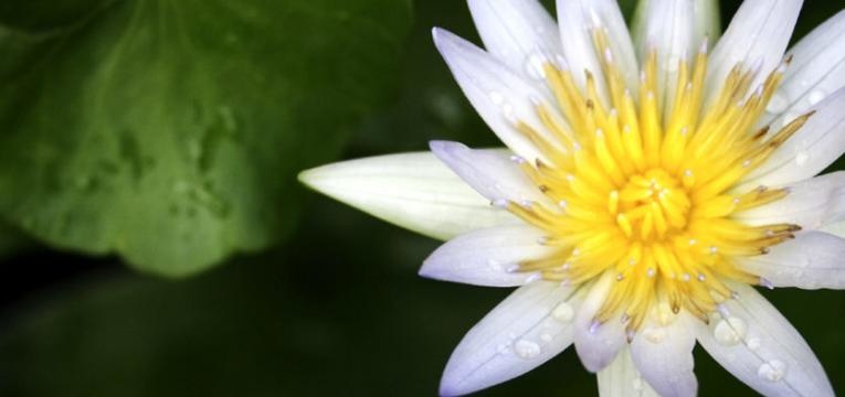 ayurveda raspar a língua