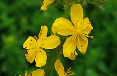 Agrimony
