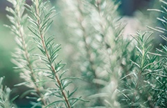 Plantas que trazem sorte e dinheiro: Alecrim