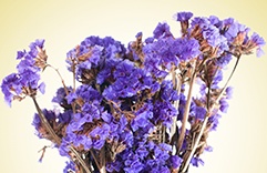 Feng Shui - Alfazema