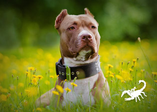 Animal de - escorpiao