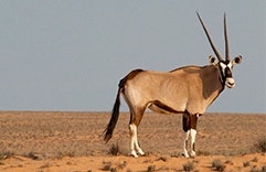 Horóscopo Xamânico 2018 Antílope