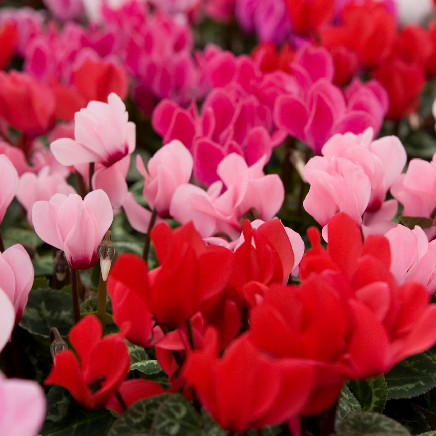 horóscopo das flores - Aquário