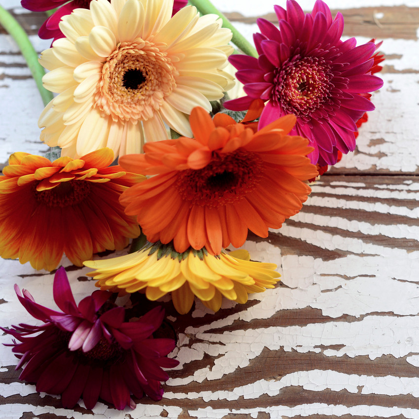 horóscopo das flores - Áries