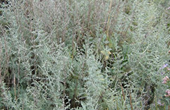 Artemisia
