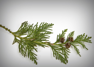 óleos essenciais: Cedro