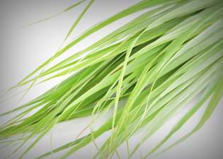 óleos essenciais: Citronela