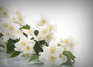 óleos essenciais: Jasmim