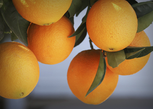 óleos essenciais: Laranja