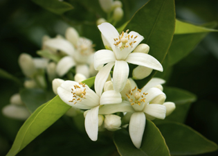 óleos essenciais: Mandarina