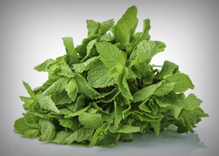 óleos essenciais: Menta