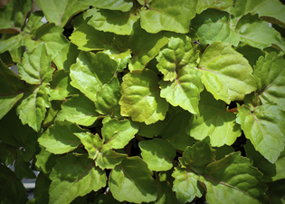 óleos essenciais: Patchouli